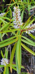 Veronica stenophylla