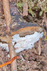 Phellinus roseocinereus