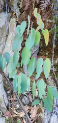 Eucalyptus delegatensis