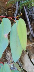 Eucalyptus delegatensis