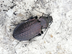 Carabus rugosus celtibericus