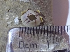 Conopea galeata