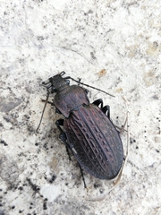 Carabus rugosus celtibericus