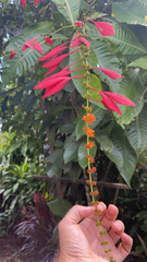 Condamineeae