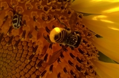 Megachile