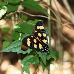 Heraclia africana