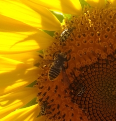 Megachile