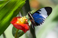 Heliconius cydno