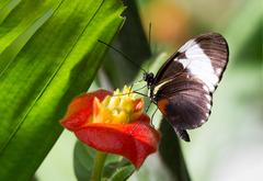 Heliconius cydno
