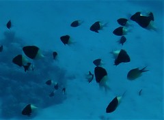 Pycnochromis dimidiatus