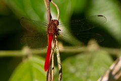 Rhodopygia hinei