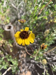 Encelia halimifolia