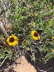 Encelia halimifolia