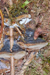 Phellinus roseocinereus