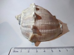 Melongena melongena