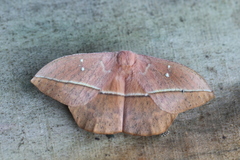 Lonomia electra