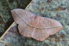 Lonomia electra