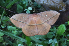 Lonomia electra