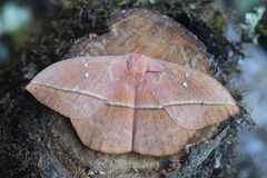 Lonomia electra
