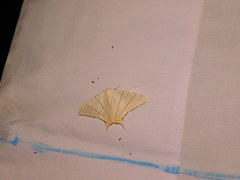 Ourapteryx marginata