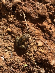 Pseudopaludicola mystacalis