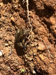 Pseudopaludicola mystacalis