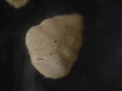 Dorothia