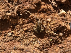 Pseudopaludicola mystacalis