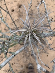 Tillandsia exserta
