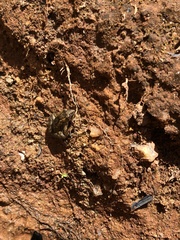 Pseudopaludicola mystacalis