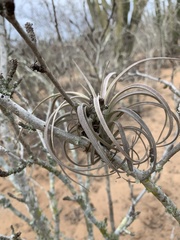 Tillandsia exserta