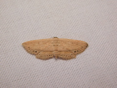 Hyposada hydrocampata