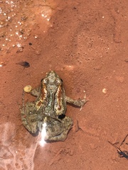 Pseudopaludicola mystacalis