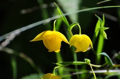 Calochortus amabilis