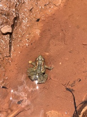 Pseudopaludicola mystacalis