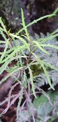 Melicytus flexuosus