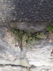 Asplenium ruta-muraria