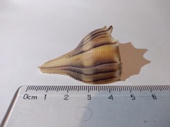 Sinistrofulgur pulleyi