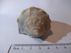 Sinistrofulgur sinistrum