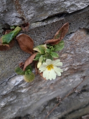 Primula vulgaris
