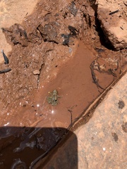 Pseudopaludicola mystacalis