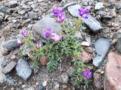 Astragalus davuricus