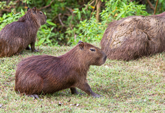 Hydrochoerus isthmius