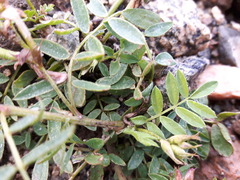 Astragalus davuricus