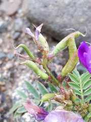 Astragalus davuricus