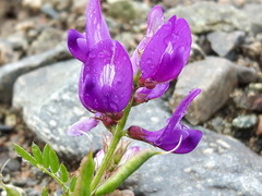 Astragalus davuricus