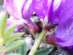 Astragalus davuricus