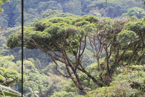 Vochysia ferruginea - Whole tree