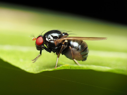 Xenochaetina flavipennis