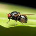Xenochaetina flavipennis - Photo (c) Katja Schulz,  זכויות יוצרים חלקיות (CC BY), הועלה על ידי Katja Schulz